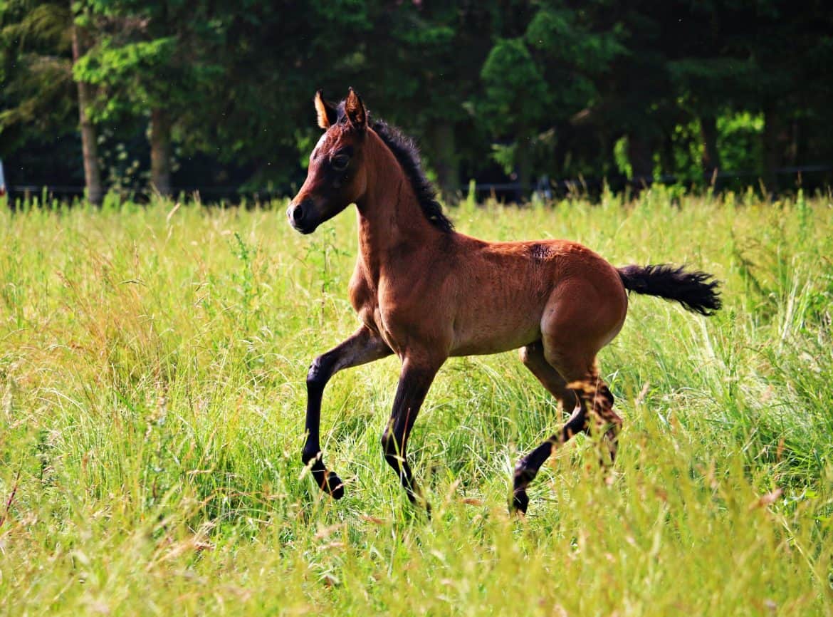 Ways To Know Your Horse Trusts You