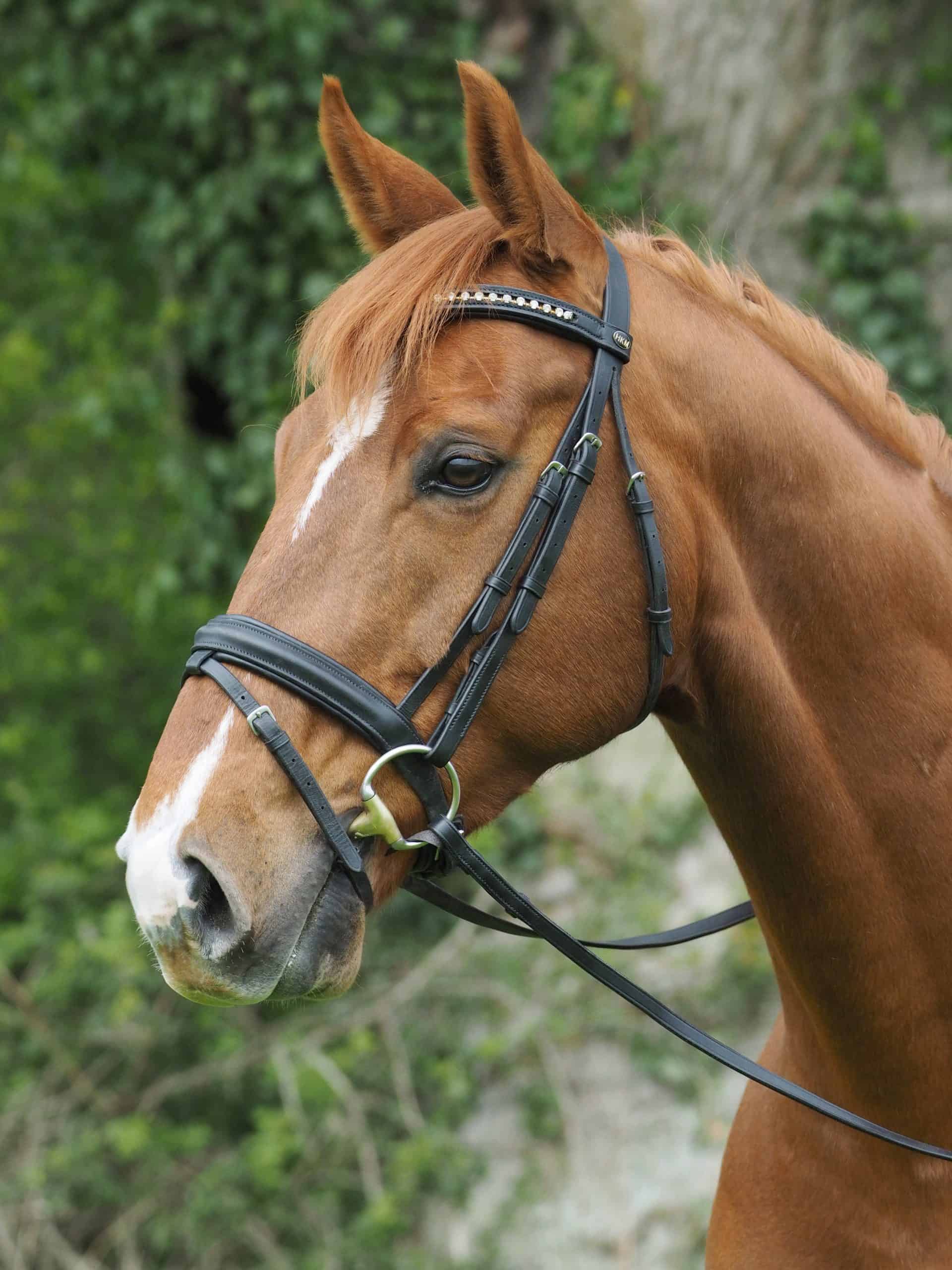 A head shot of a chestnut horse in a snaffle bridle.