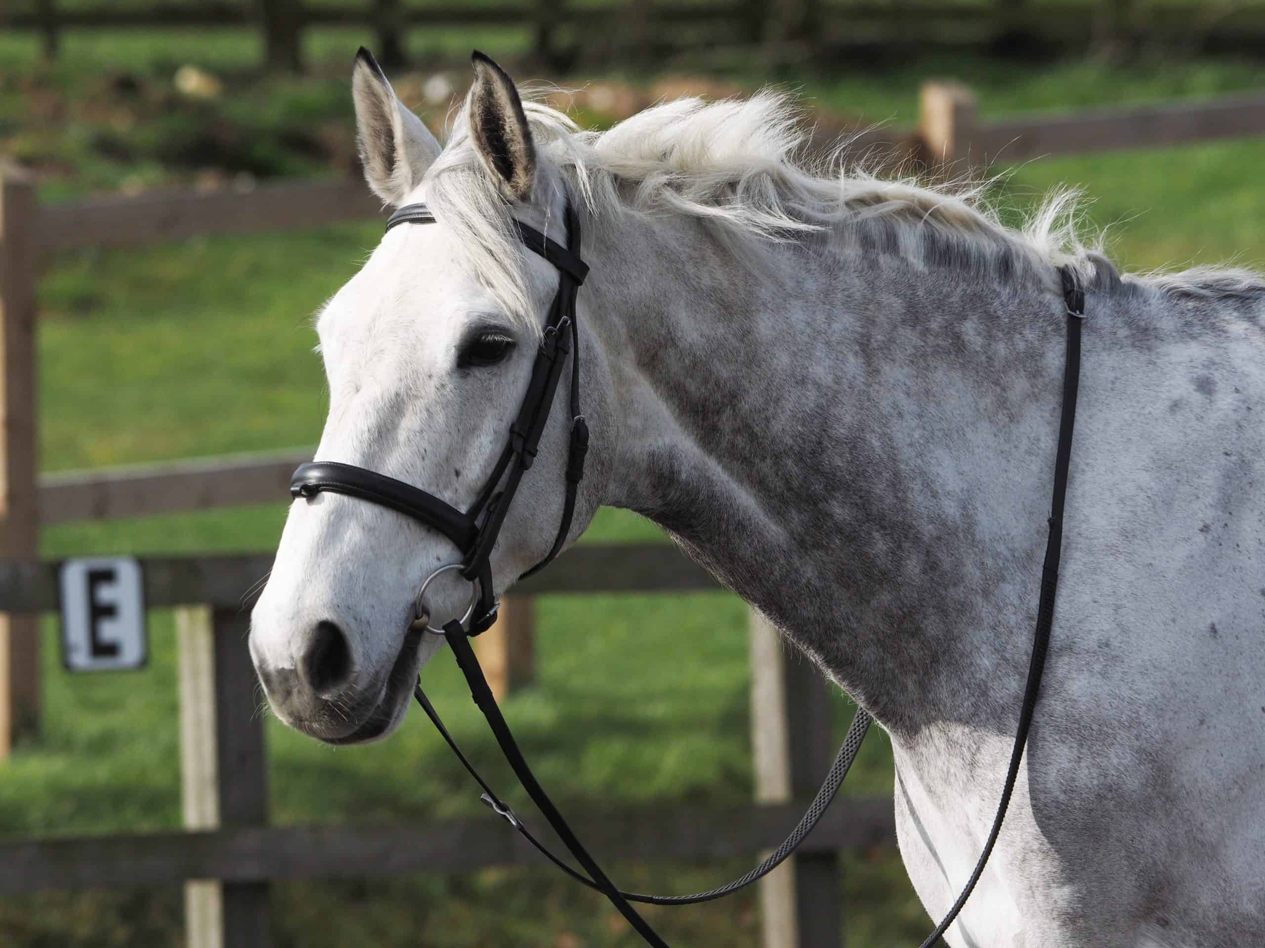 A head shot of a grey horse in a snaffle bridle.