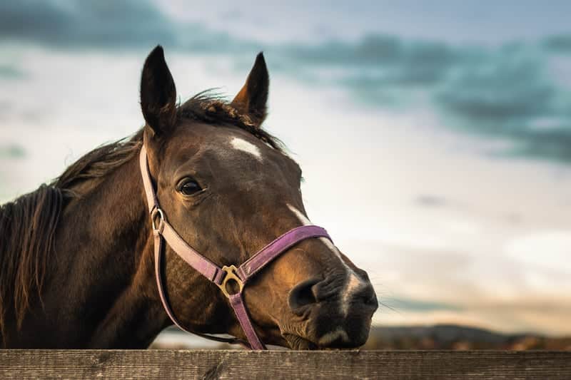 why do horses chew wood