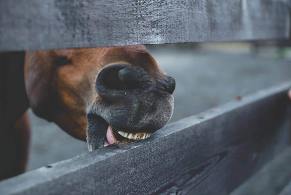why do horses chew wood?