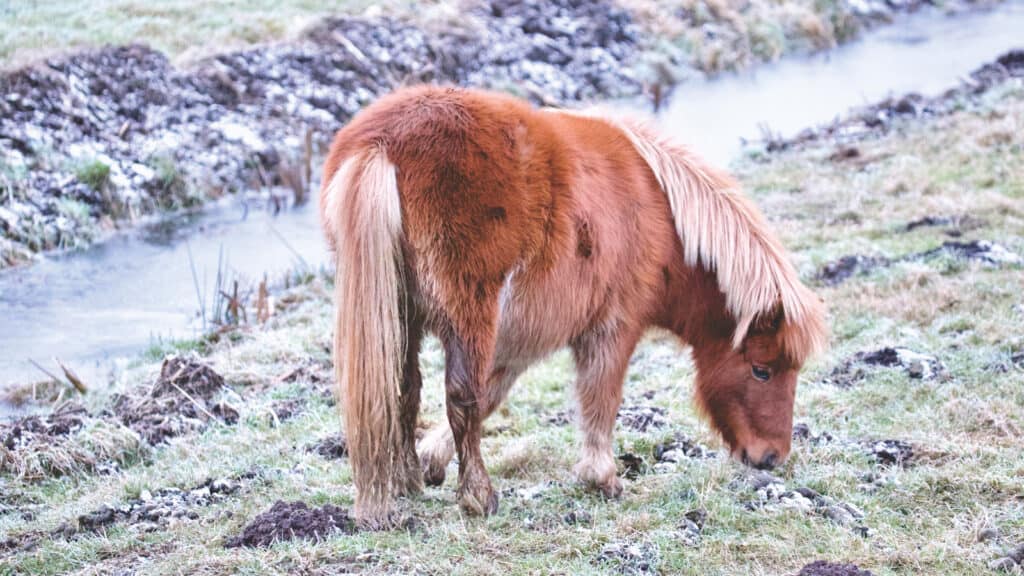 why do horses eat dirt?