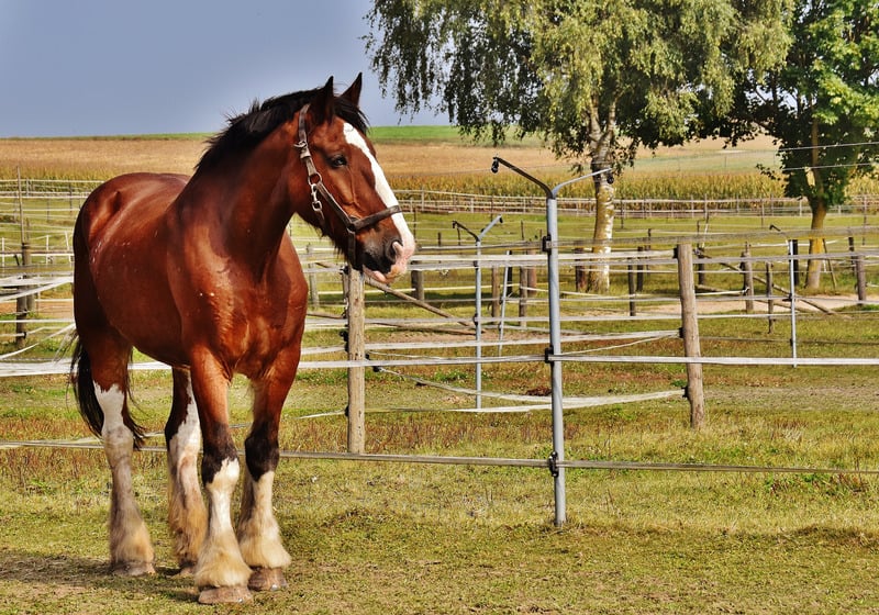 shire horse breed facts