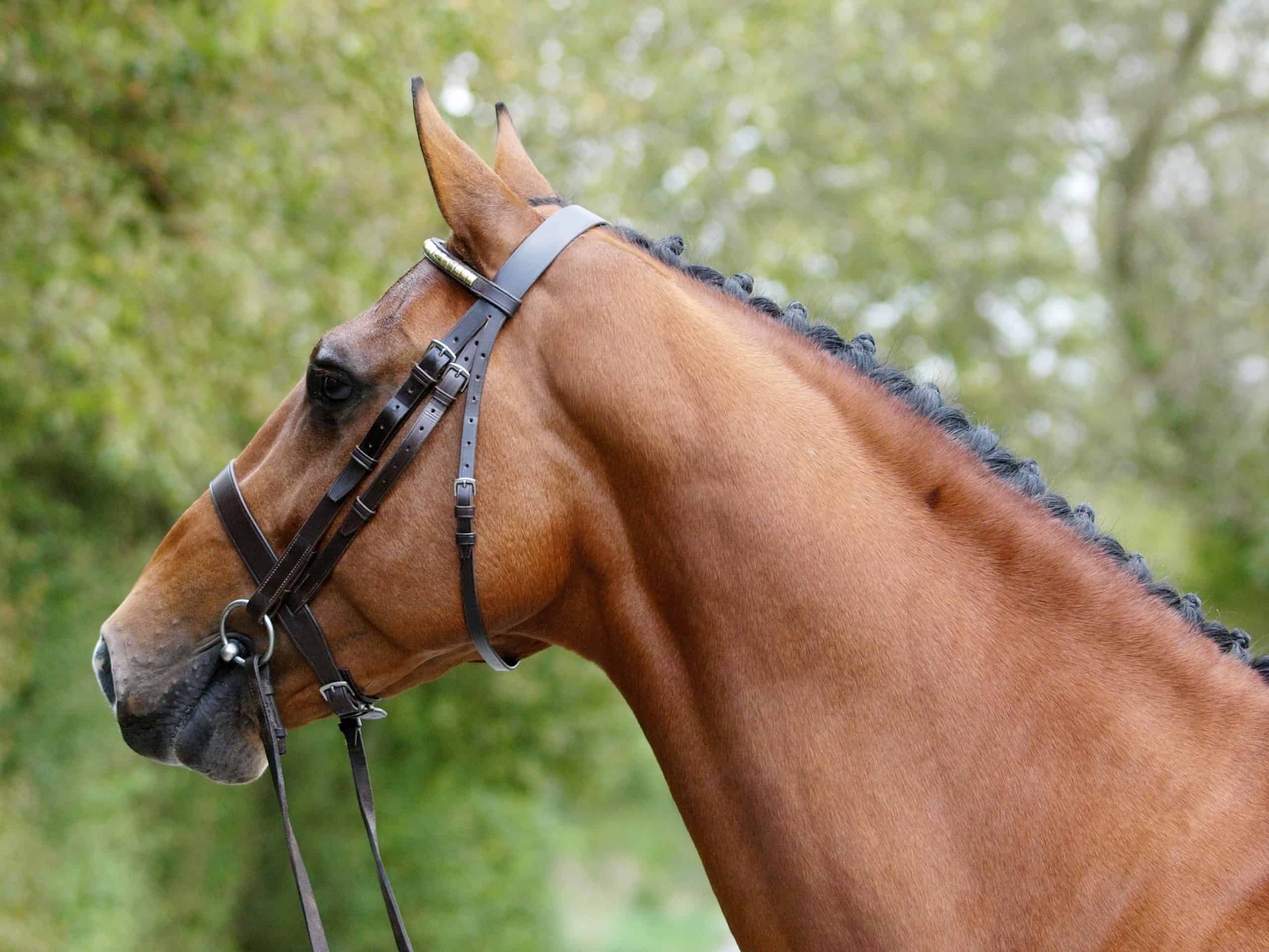 A head shot of a stunning bay stallion in a snaffle bridle showing of the muscles in his neck.