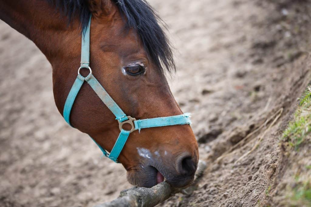 why do horses chew wood?