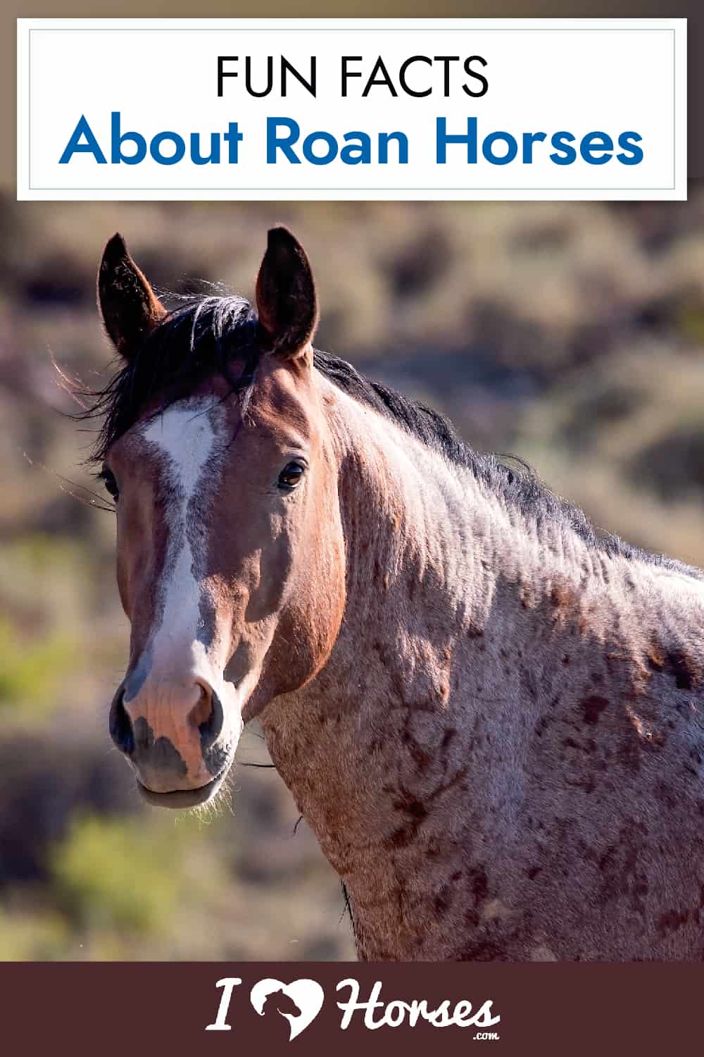 Fun Facts About Roan Horses-01