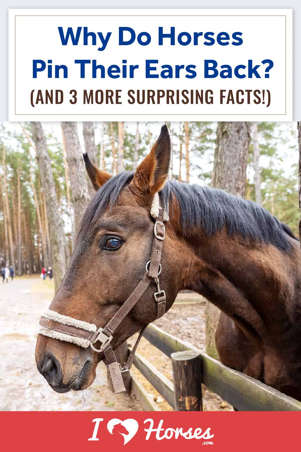 How To Read Your Horse's Ears