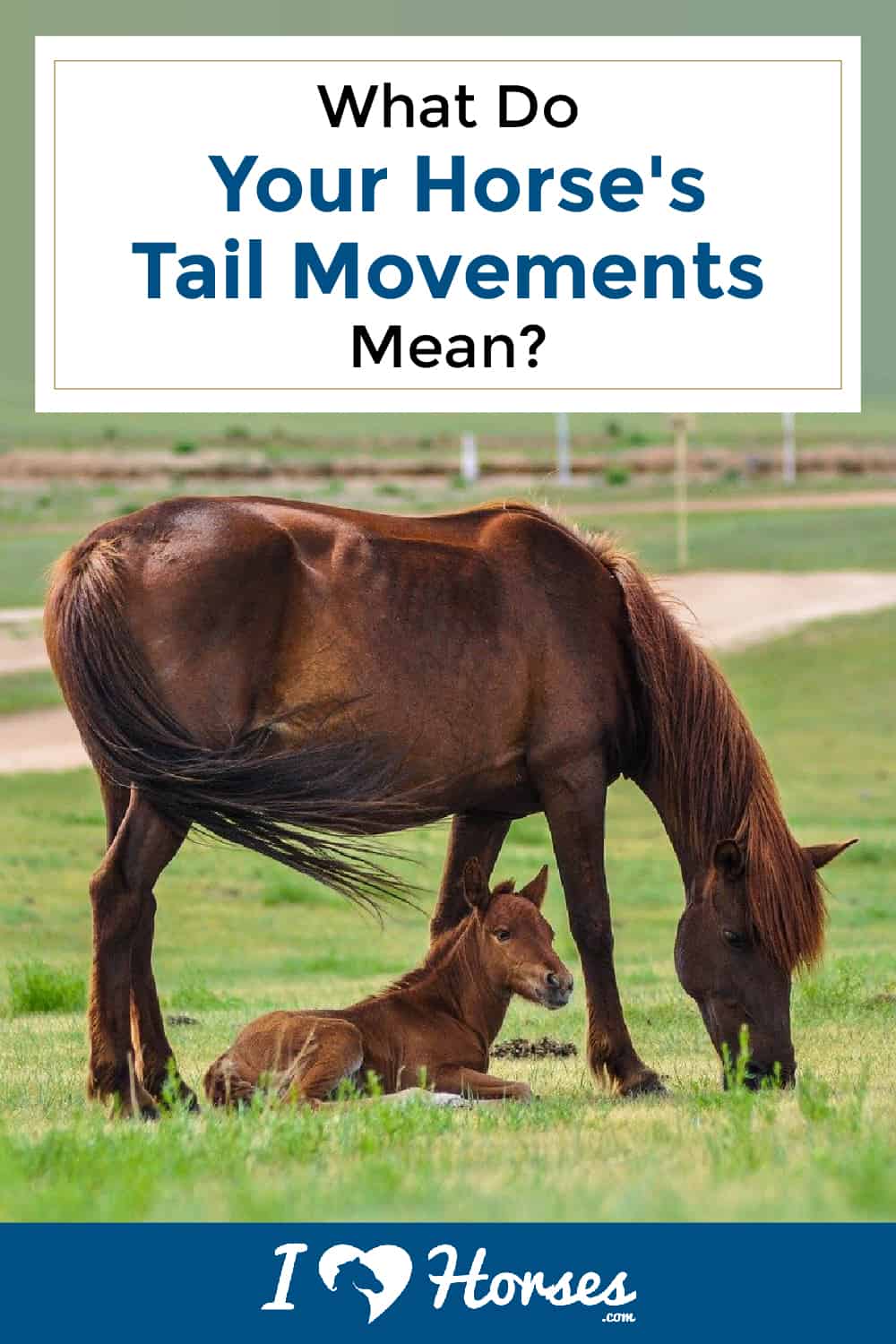 Tall Tails - Dispelling Myths of Horse Tail Care