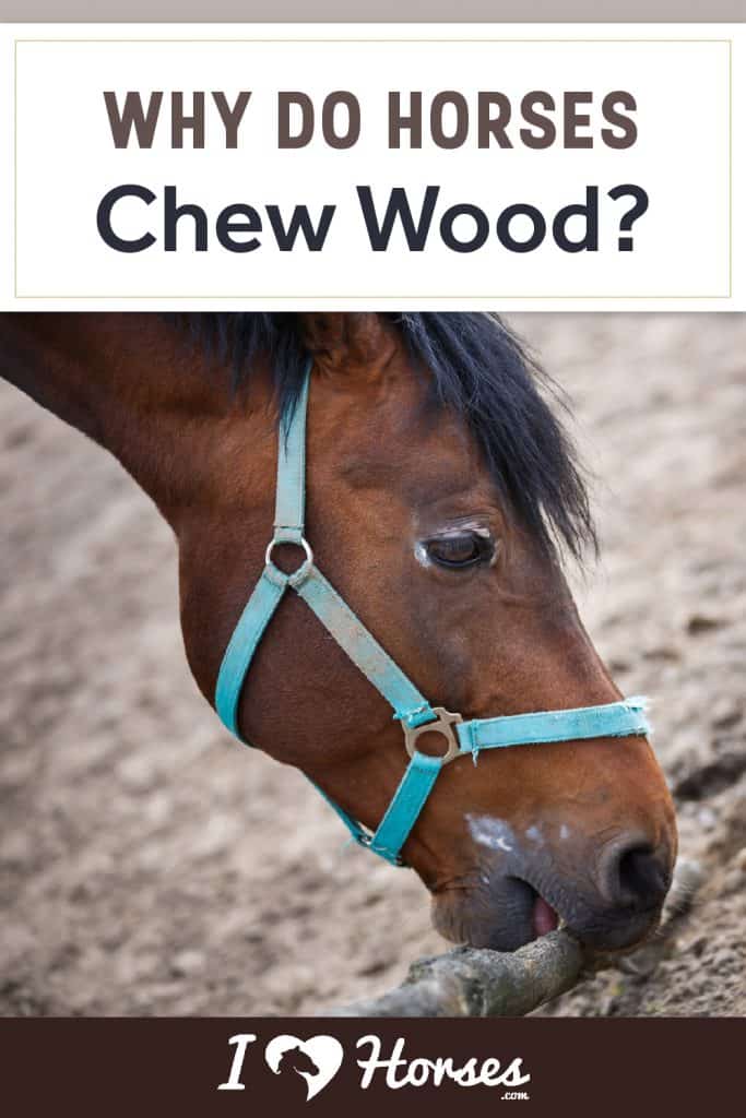 Why Do Horses Chew Wood?