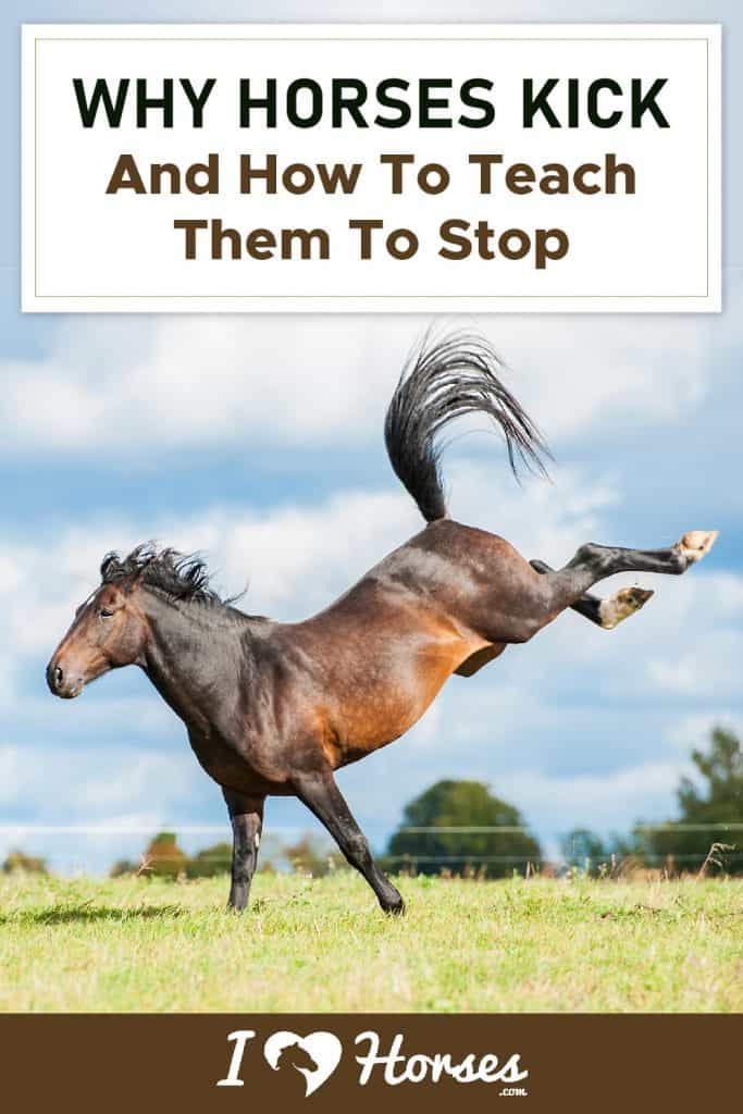 Why Horses Kick And How To Teach Them To Stop