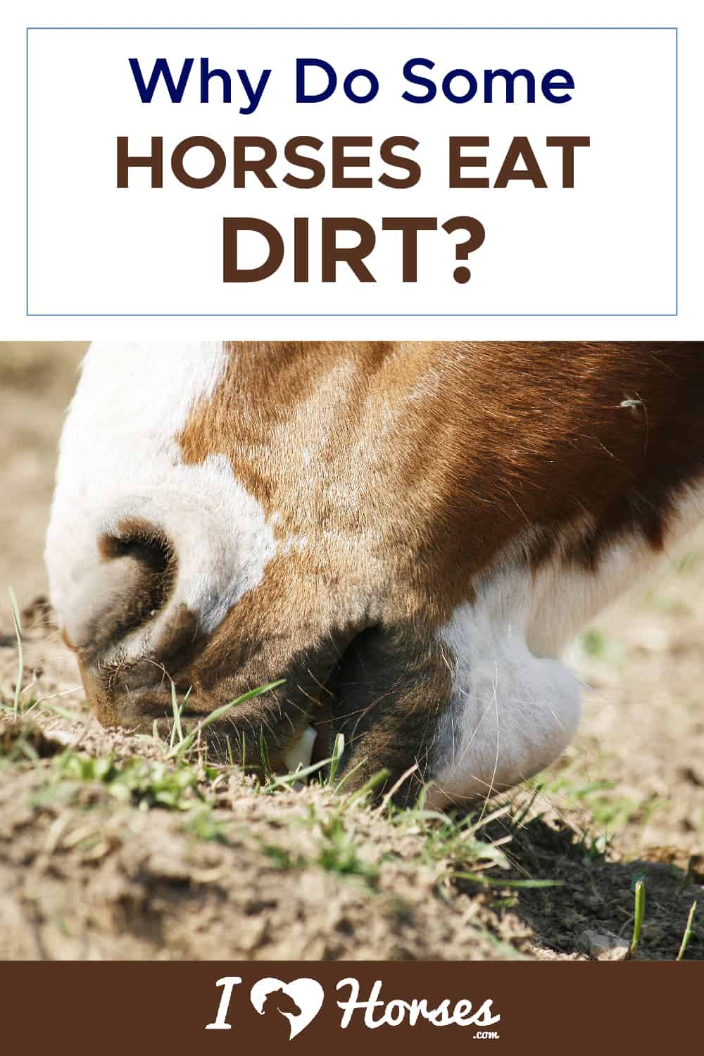 Why Do Some Horses Eat Dirt-01