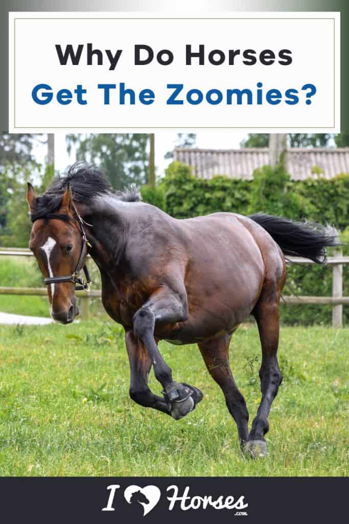 Why Do Horses Get the Zoomies?