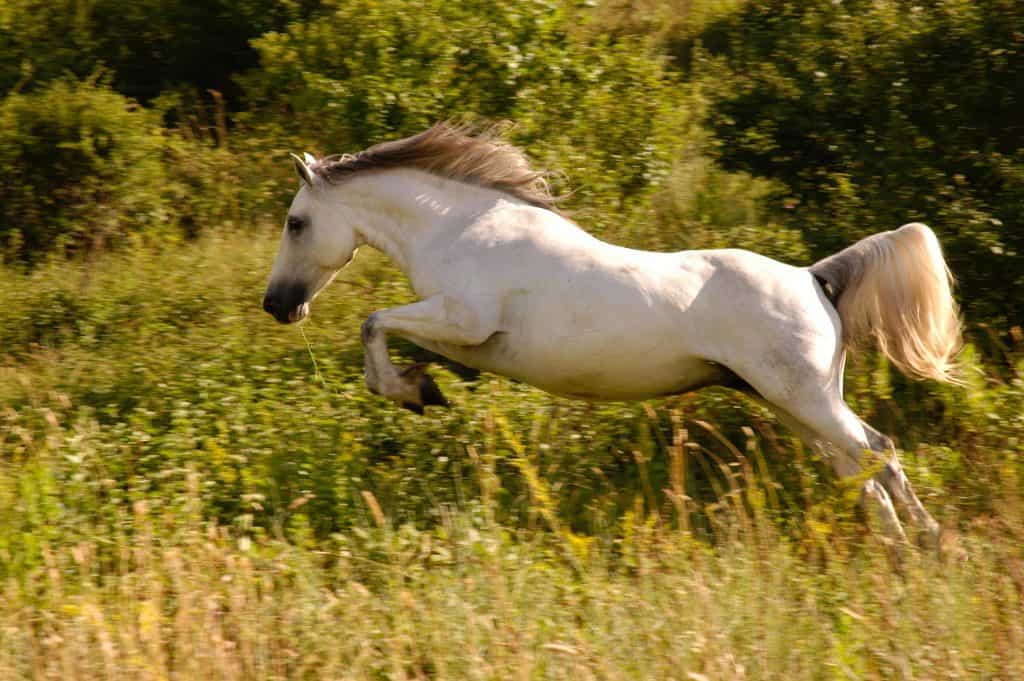 Do horses kick more with their front legs or their back legs? - Quora