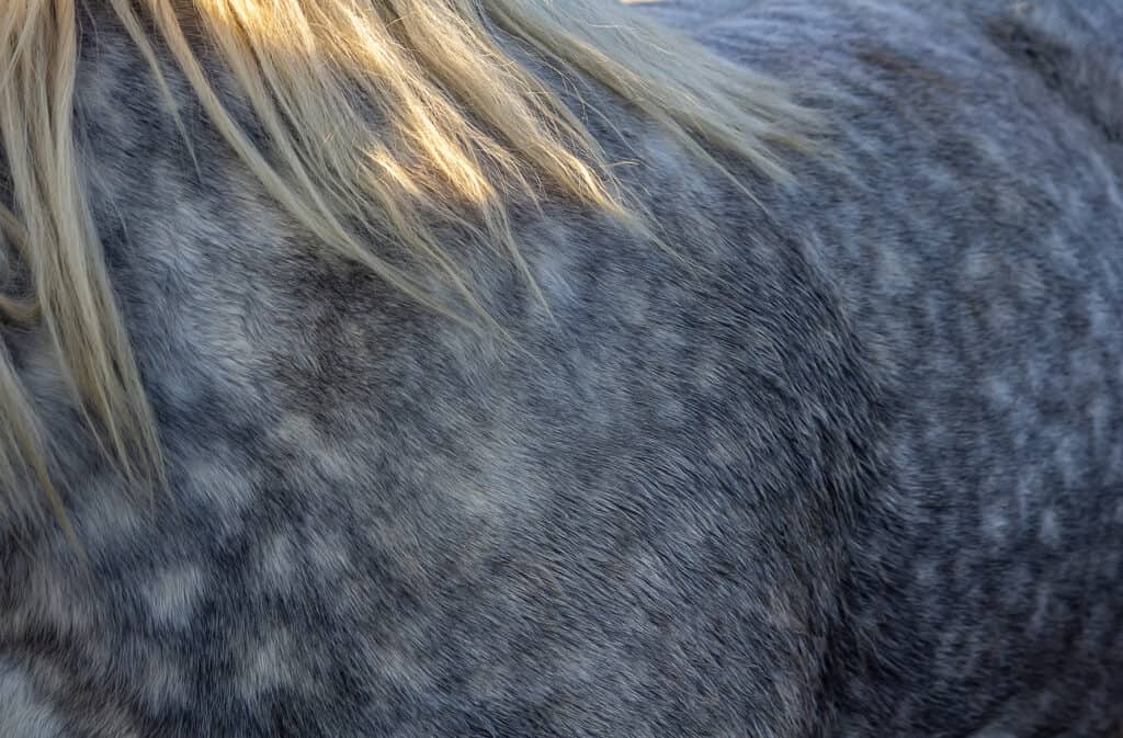 roan horse pattern