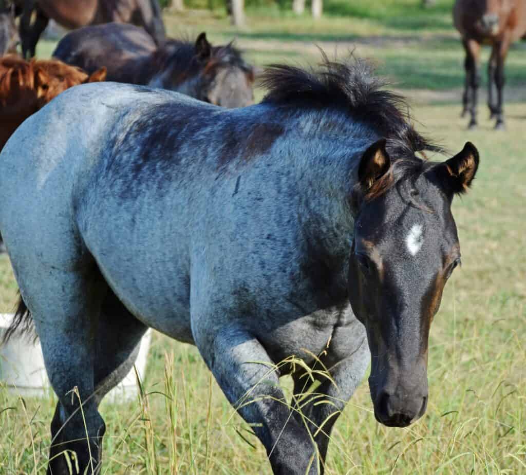 roan horse pattern