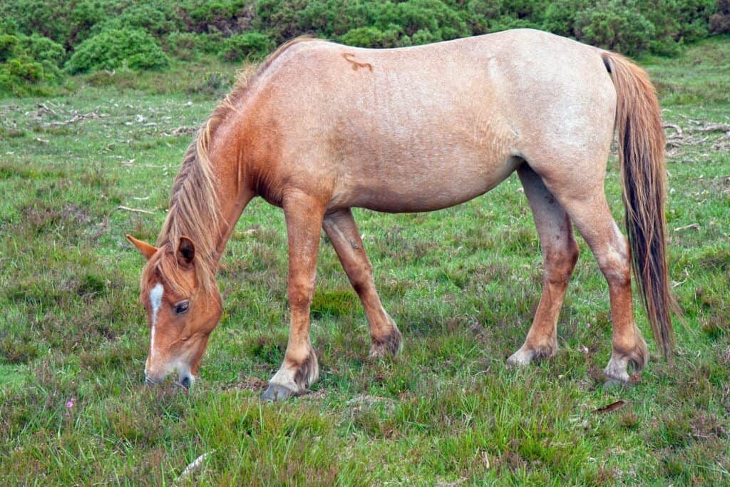 roan horse pattern