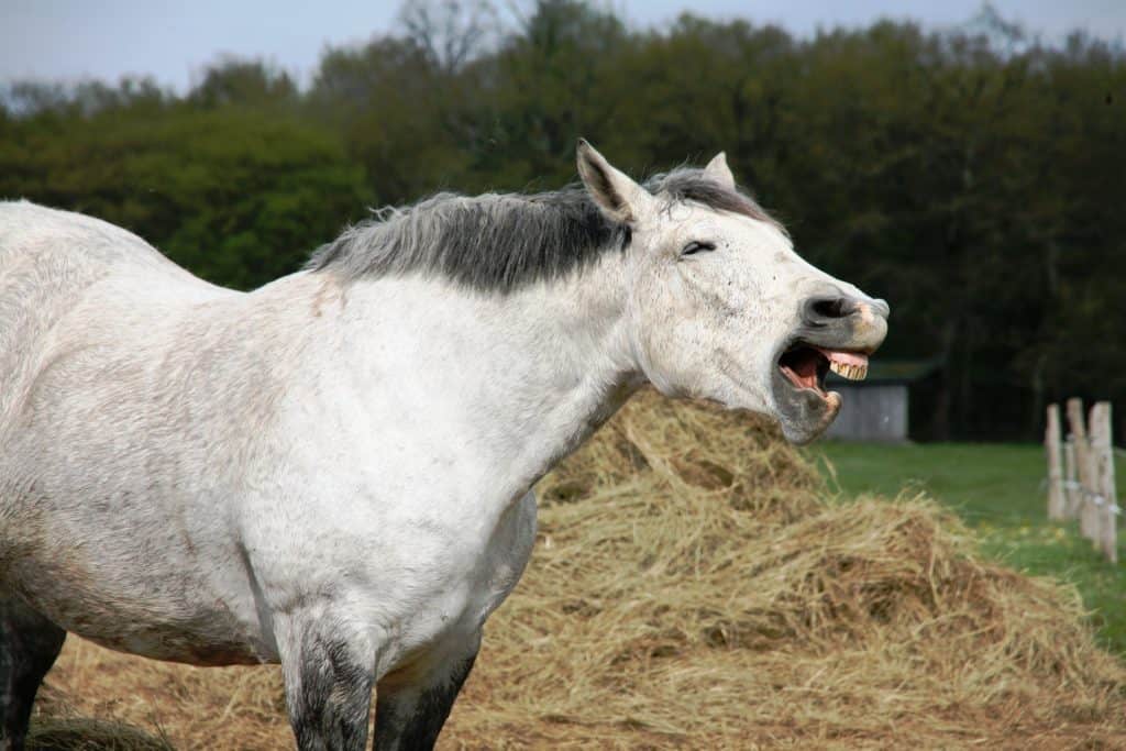 signs a horse might be in pain