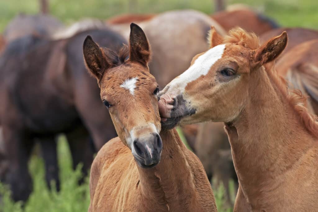 are horses capable of love