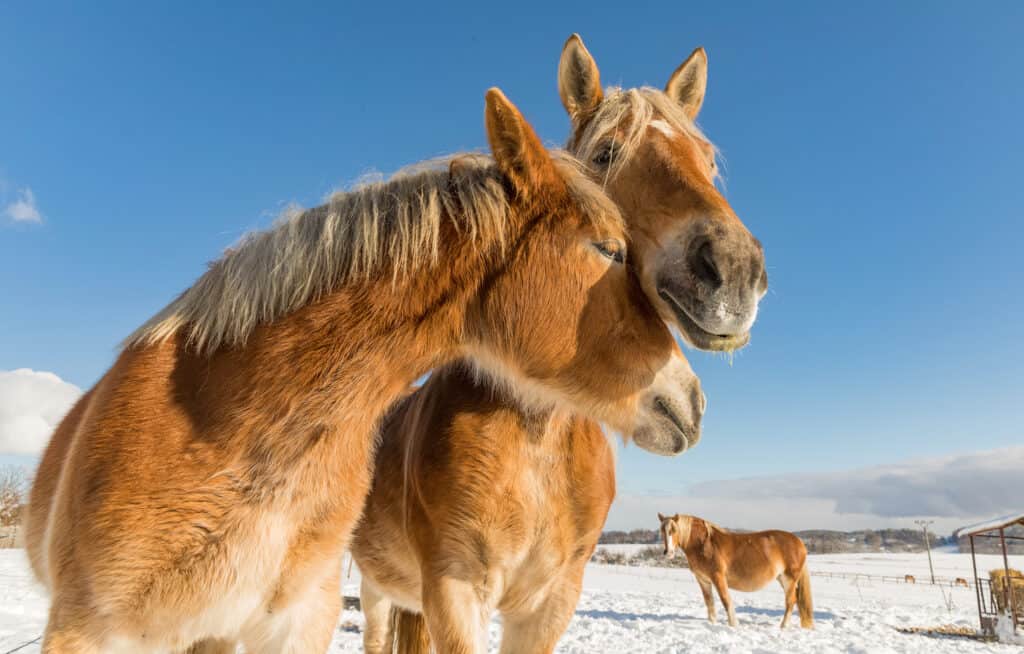 can horses experience love?