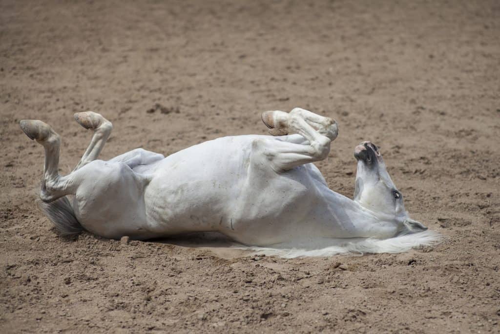 Why Do Horses Get the Zoomies?