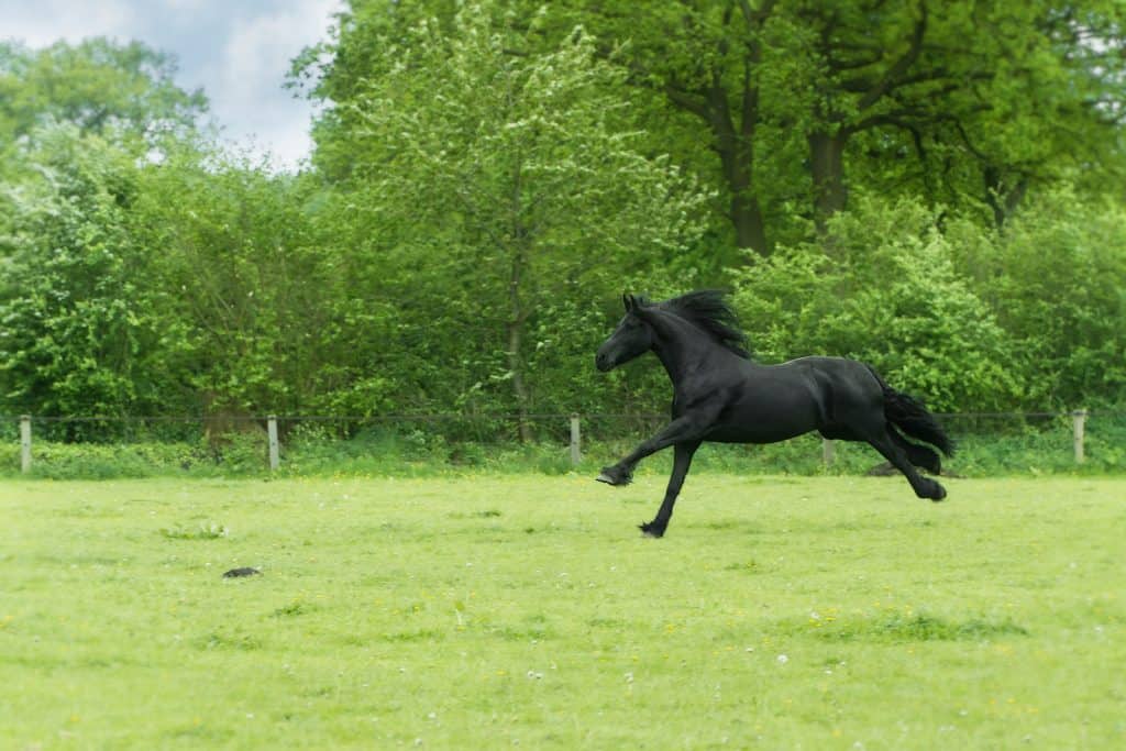 Do horses get the zoomies?