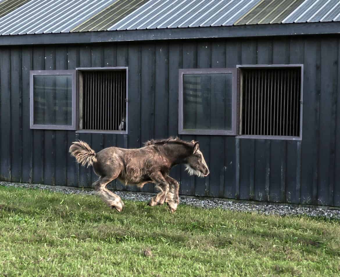 Why Do Horses Get the Zoomies?