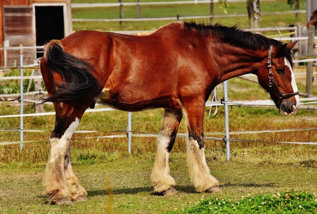 how to stop your horse from kicking