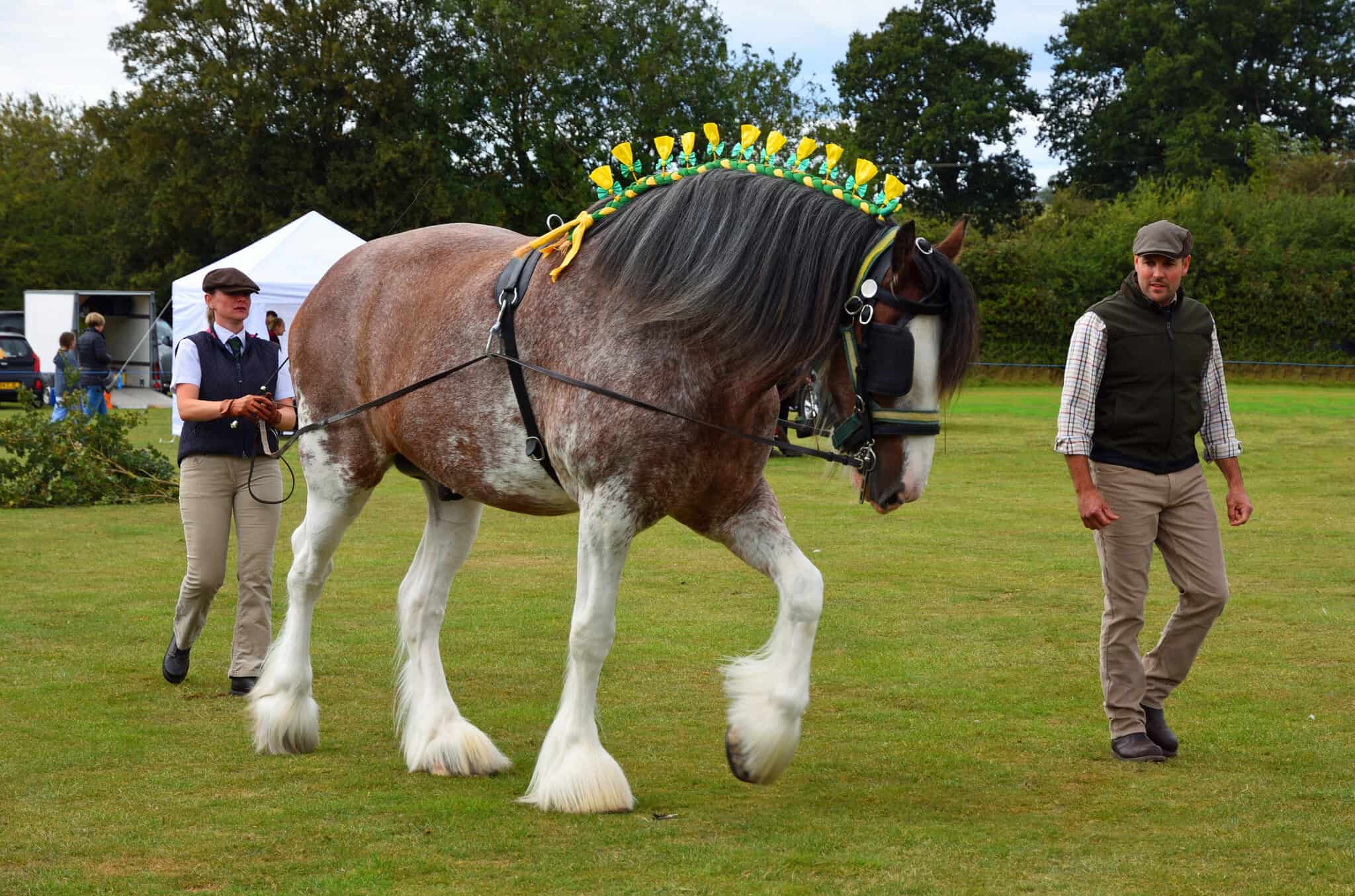 U coveri g The All re Of The Shire Horse Breed