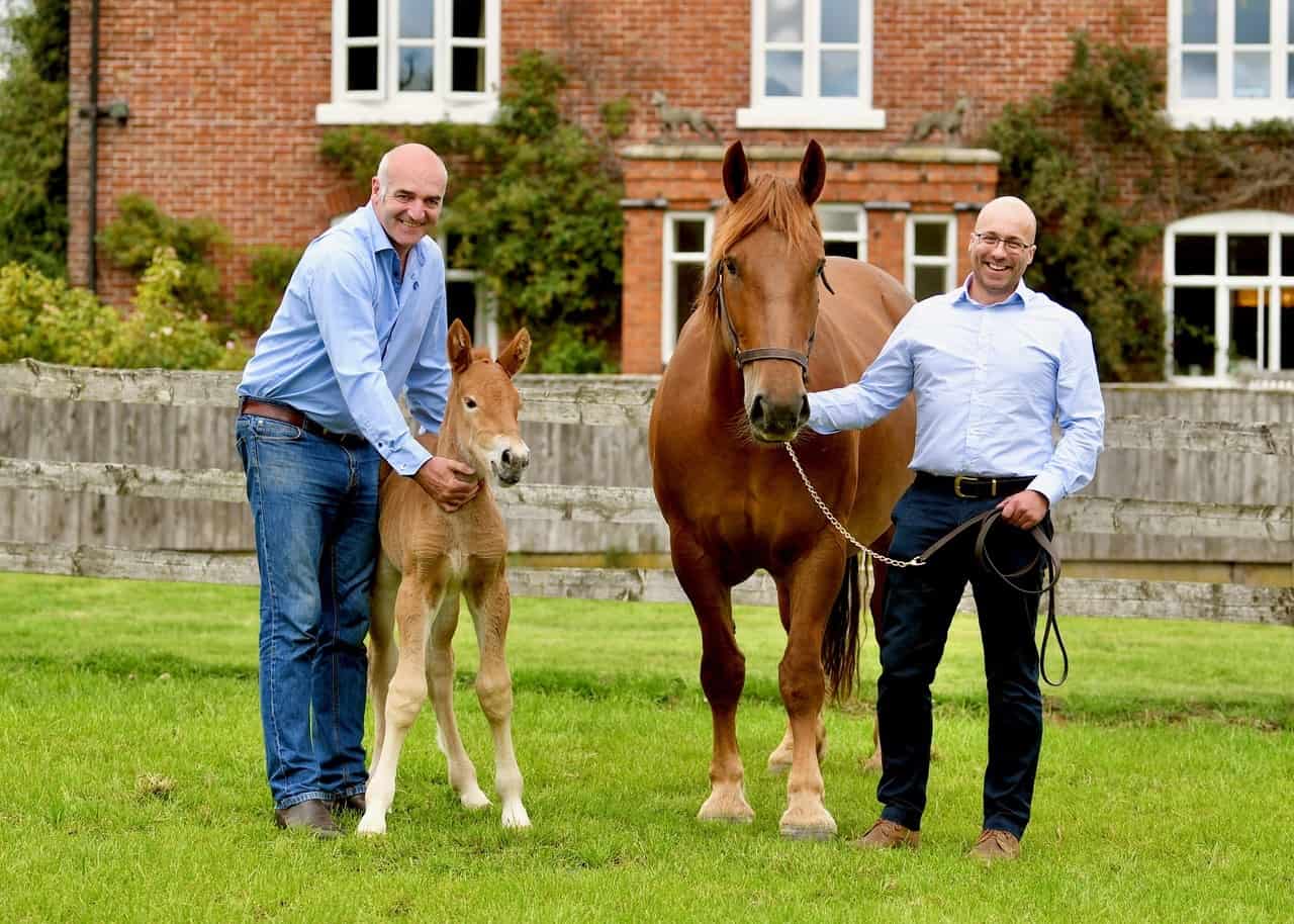 Suffolk Punch