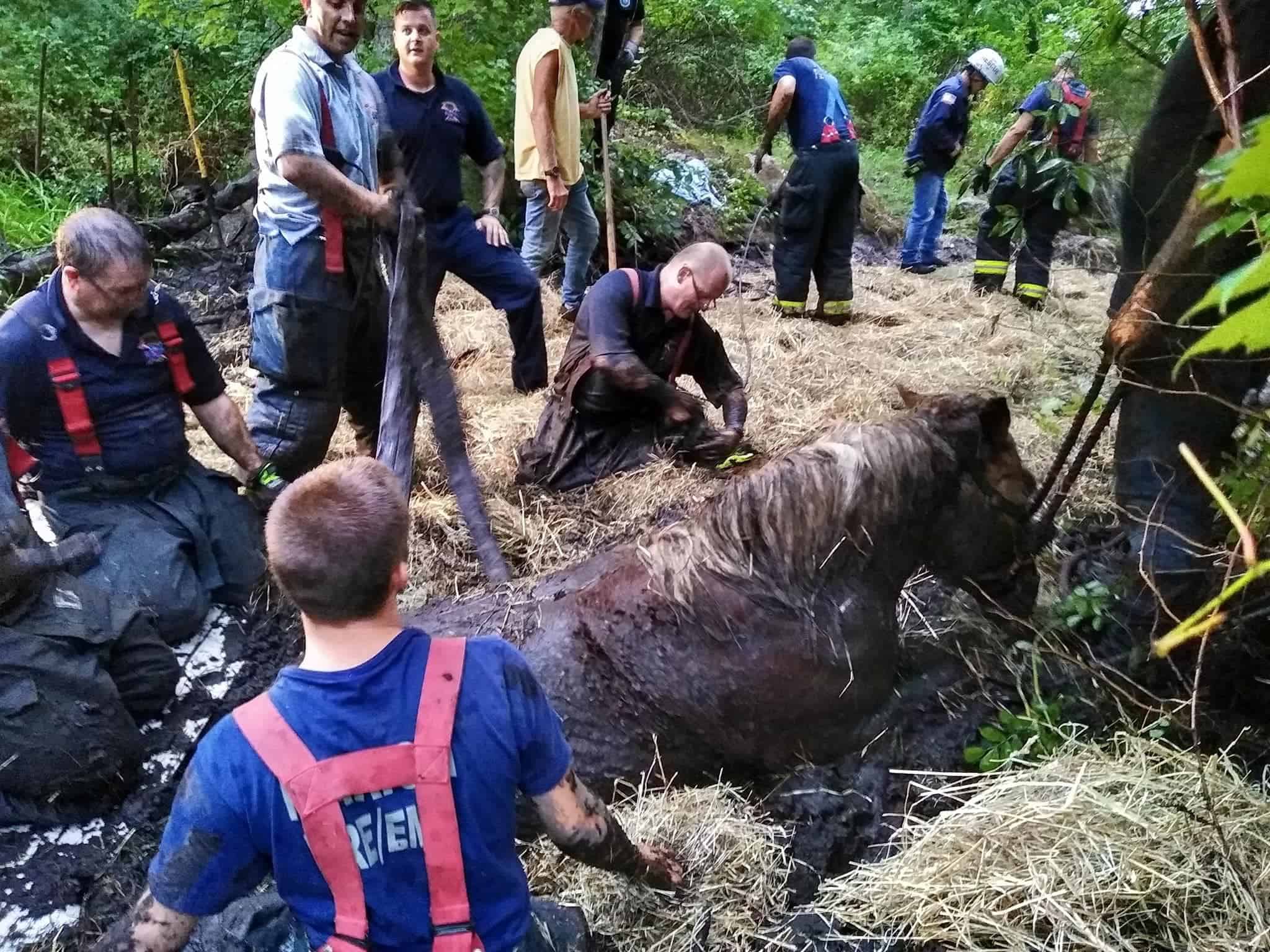Horse And Mule Rescued In Shoulder High Mud