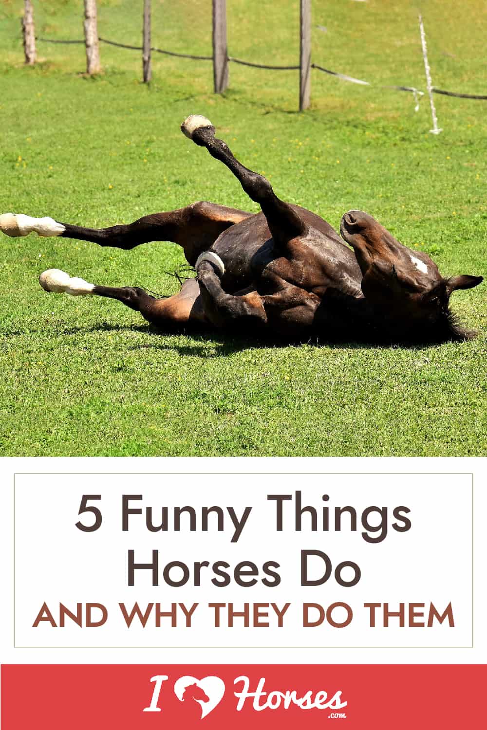 Five Funny Things That Horses Do And Why They Do Them