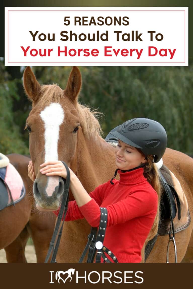 5 Reasons To Talk With Your Horse Every Day