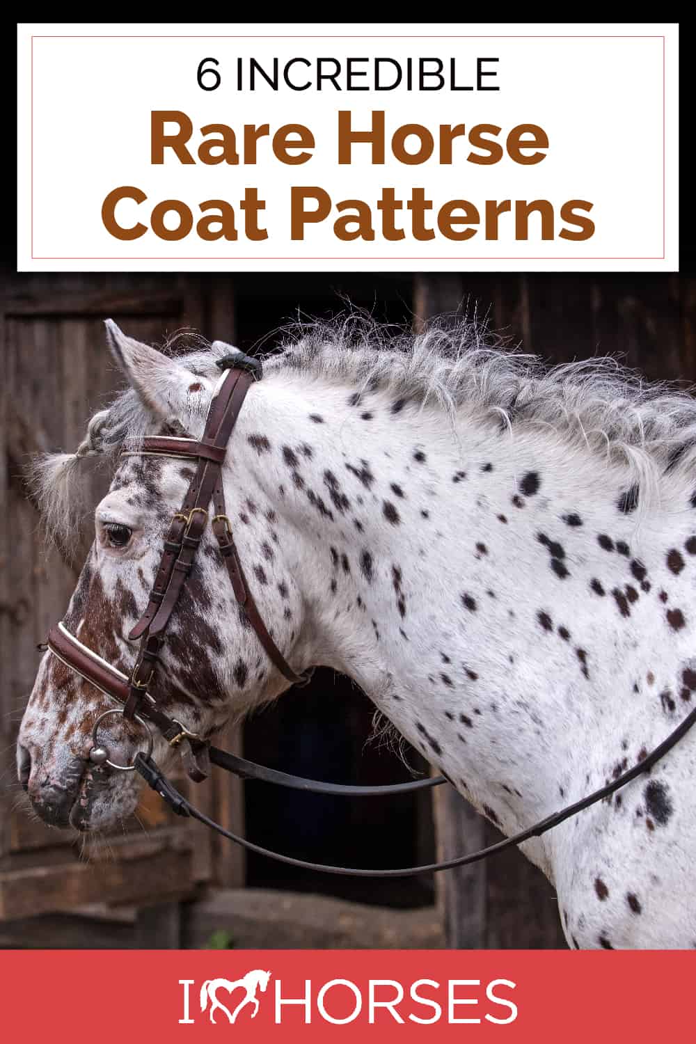 6 Rare Horse Coat Markings & Patterns