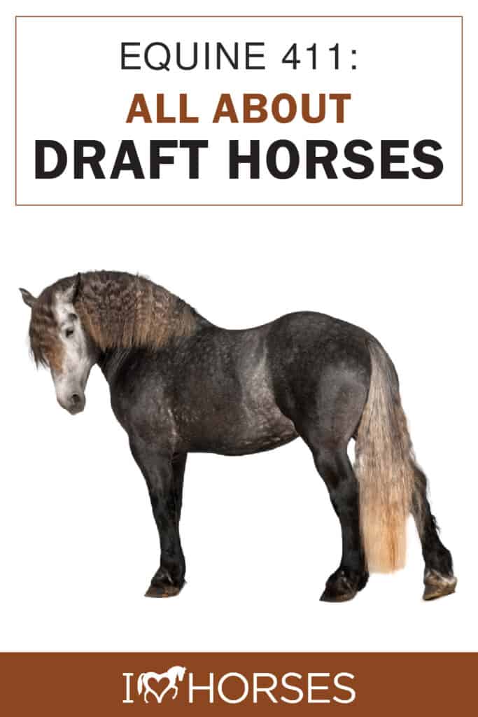 Equine 411: All About Draft Horses