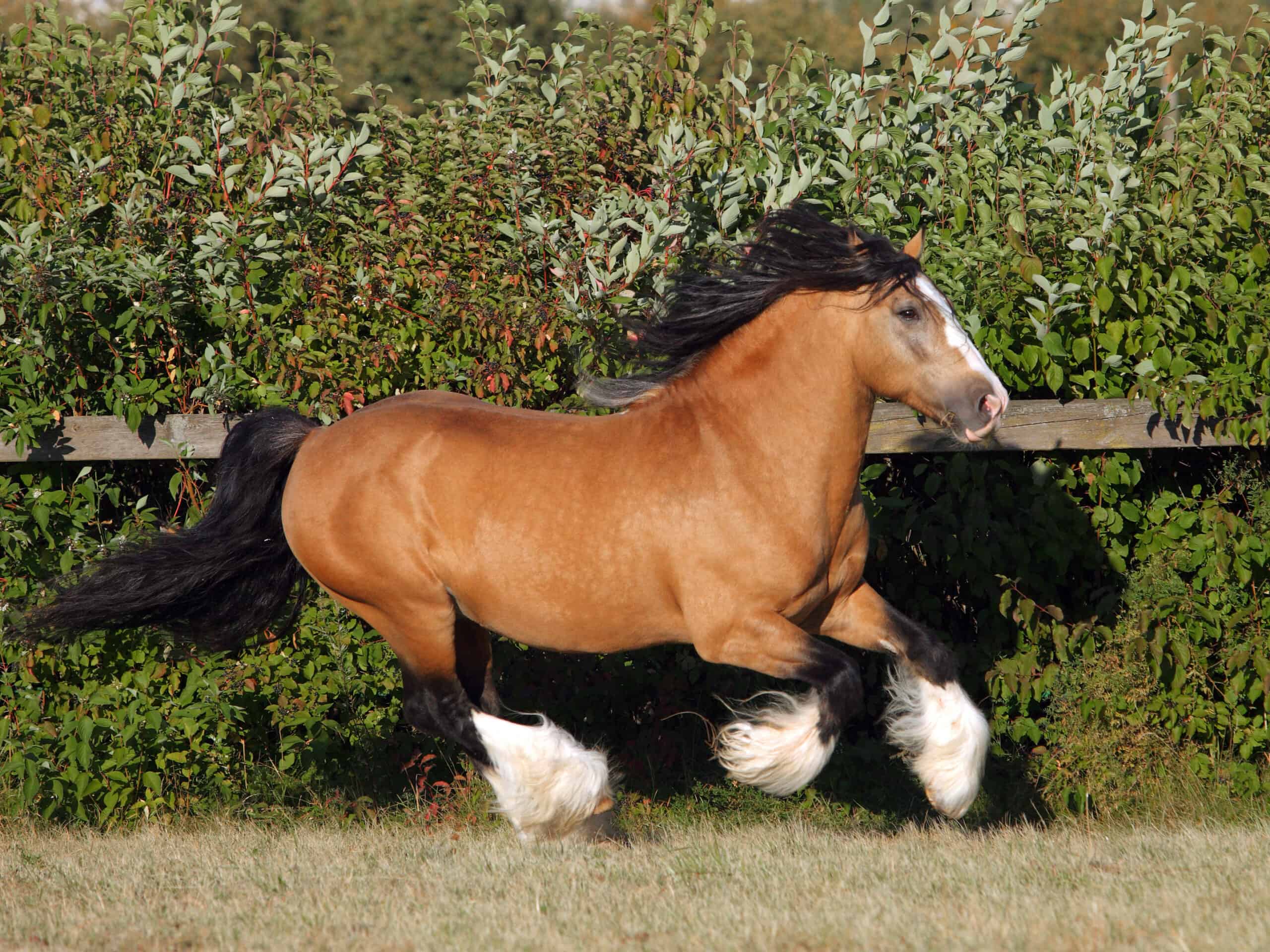 draft horse