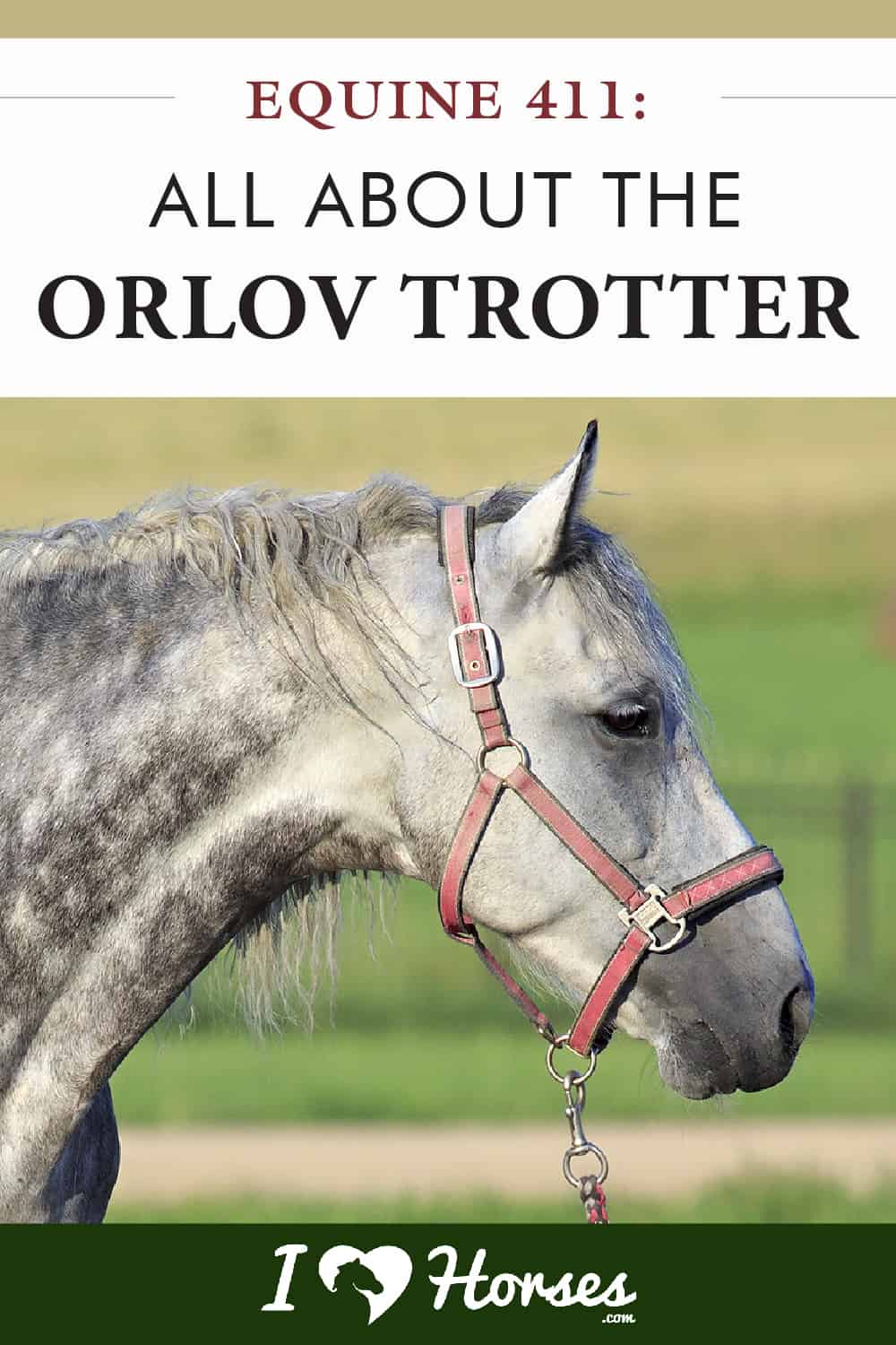 Equine 411 All About The Orlov Trotter