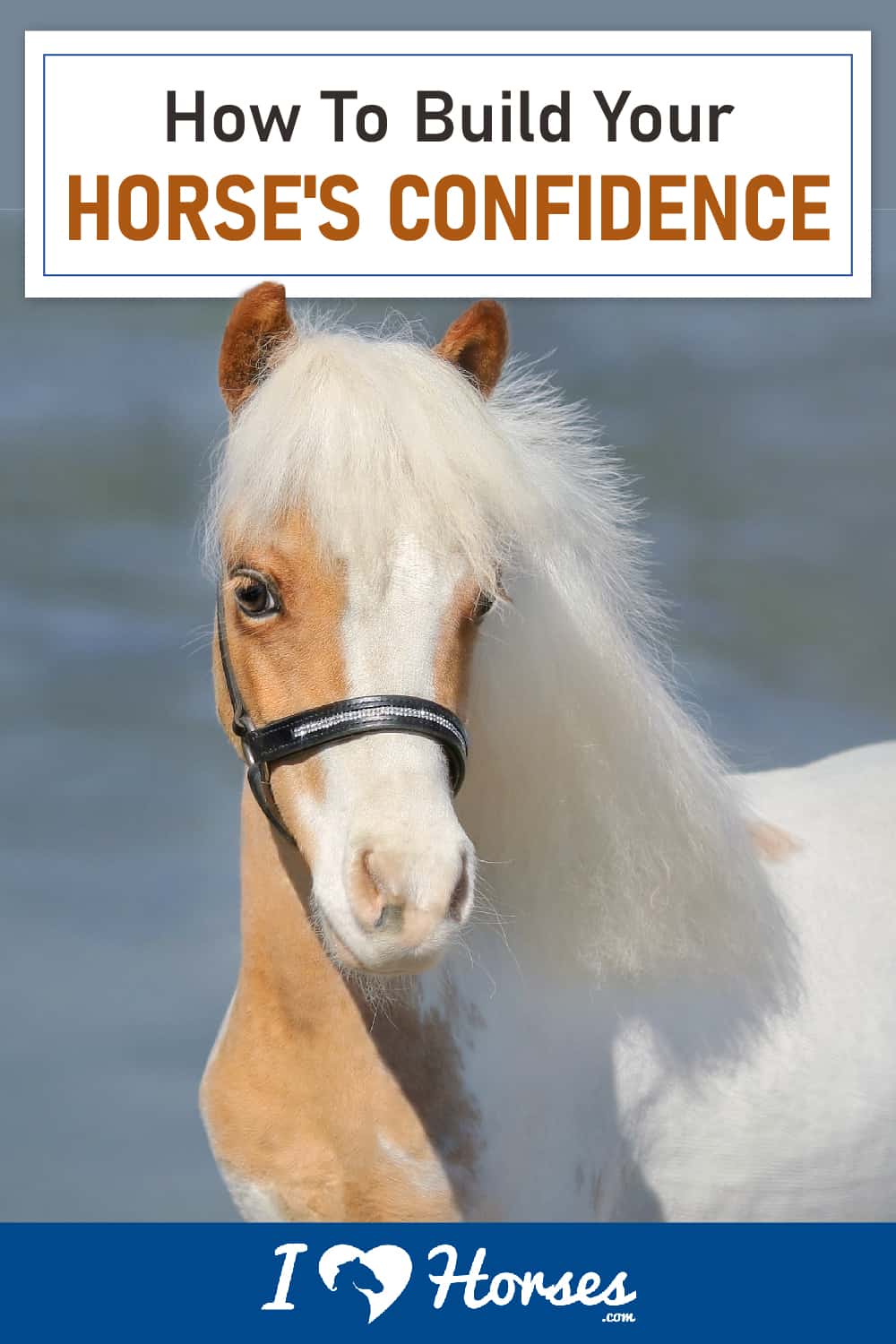 How To Build Your Horse's Confidence