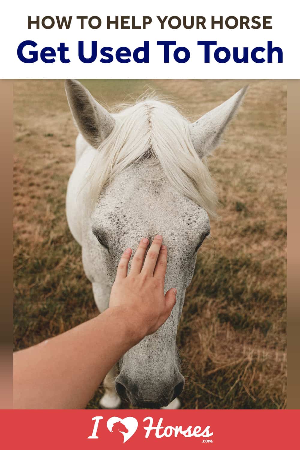 How To Help Your Horse Get Used To Touch