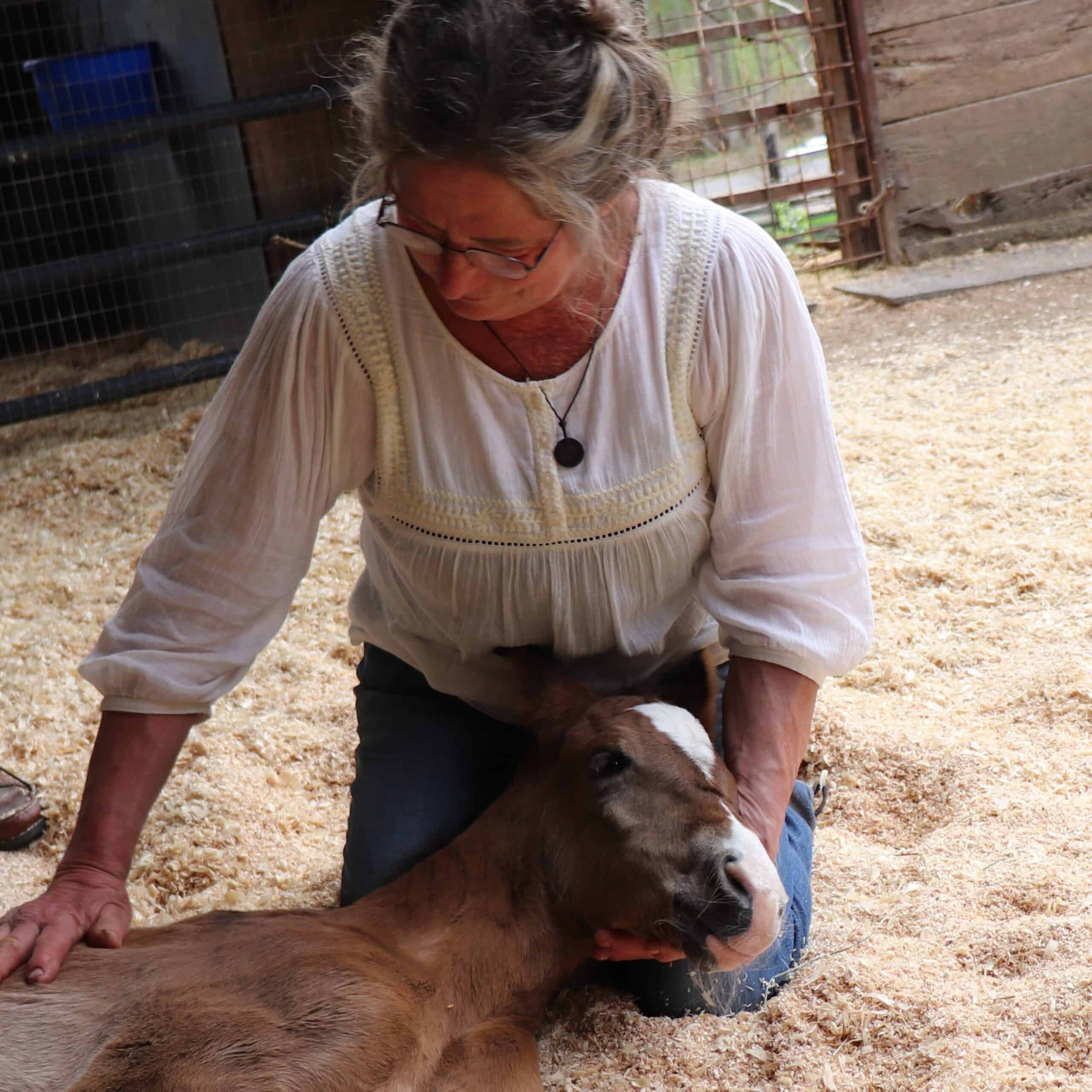 nurse mare foal