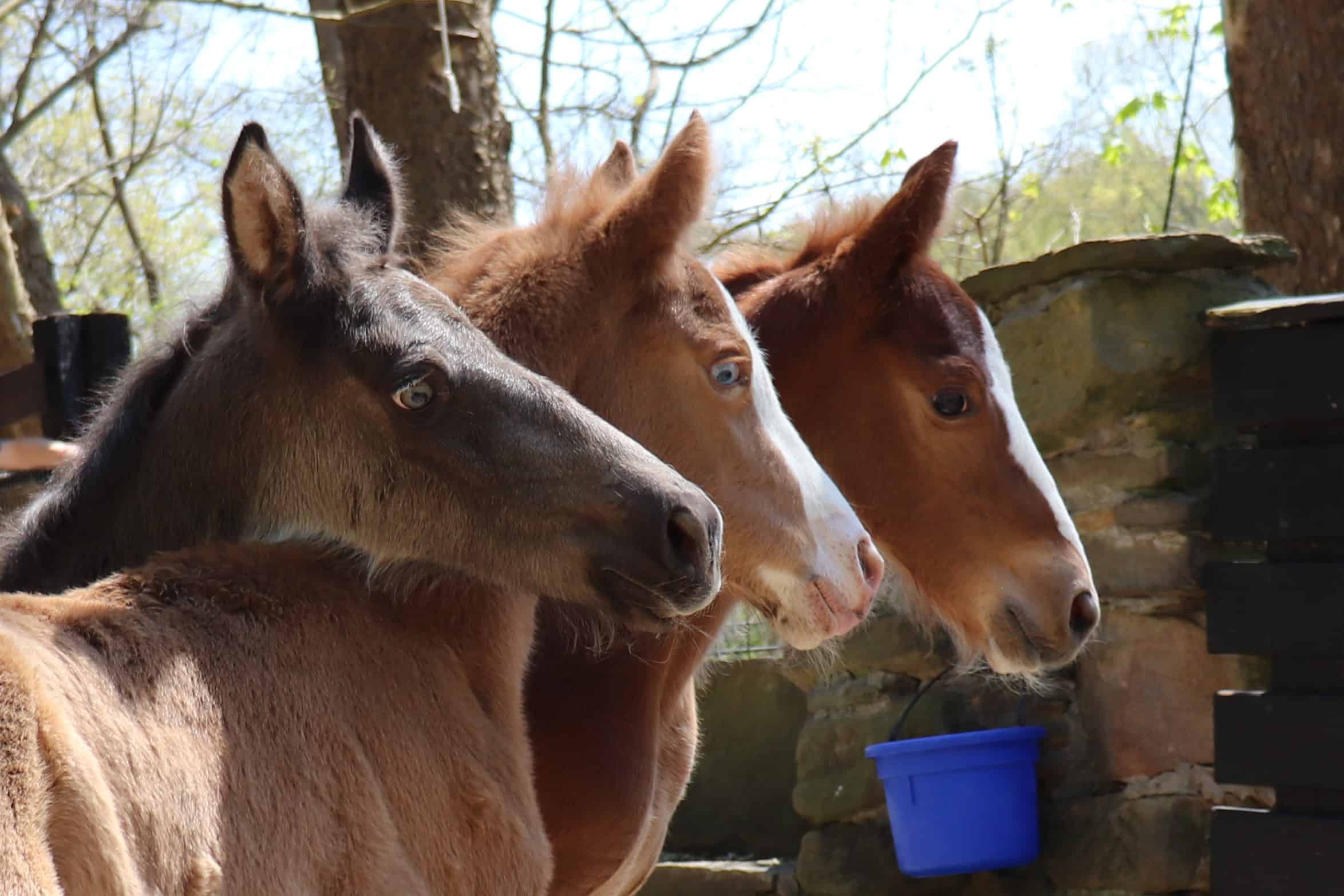 nurse mare foal