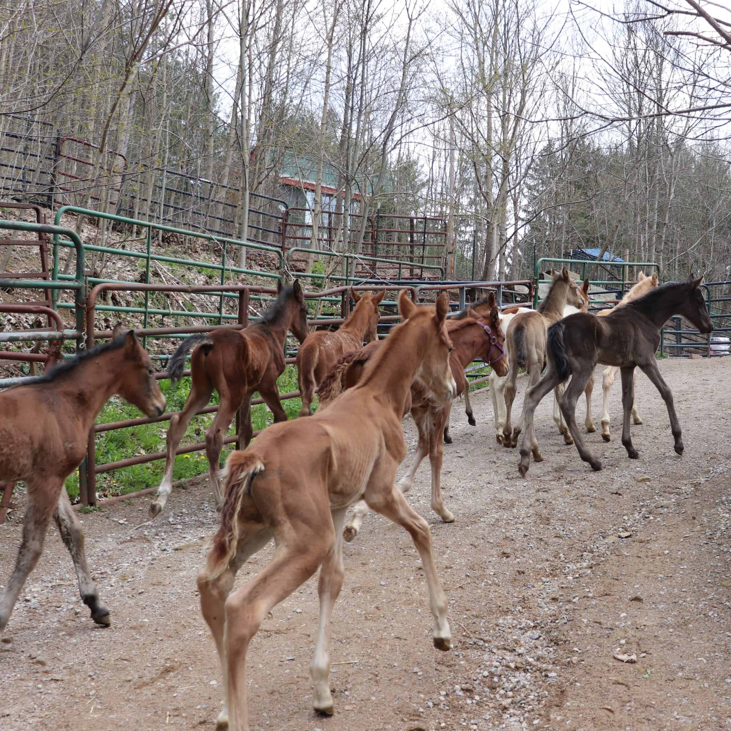 nurse mare foals