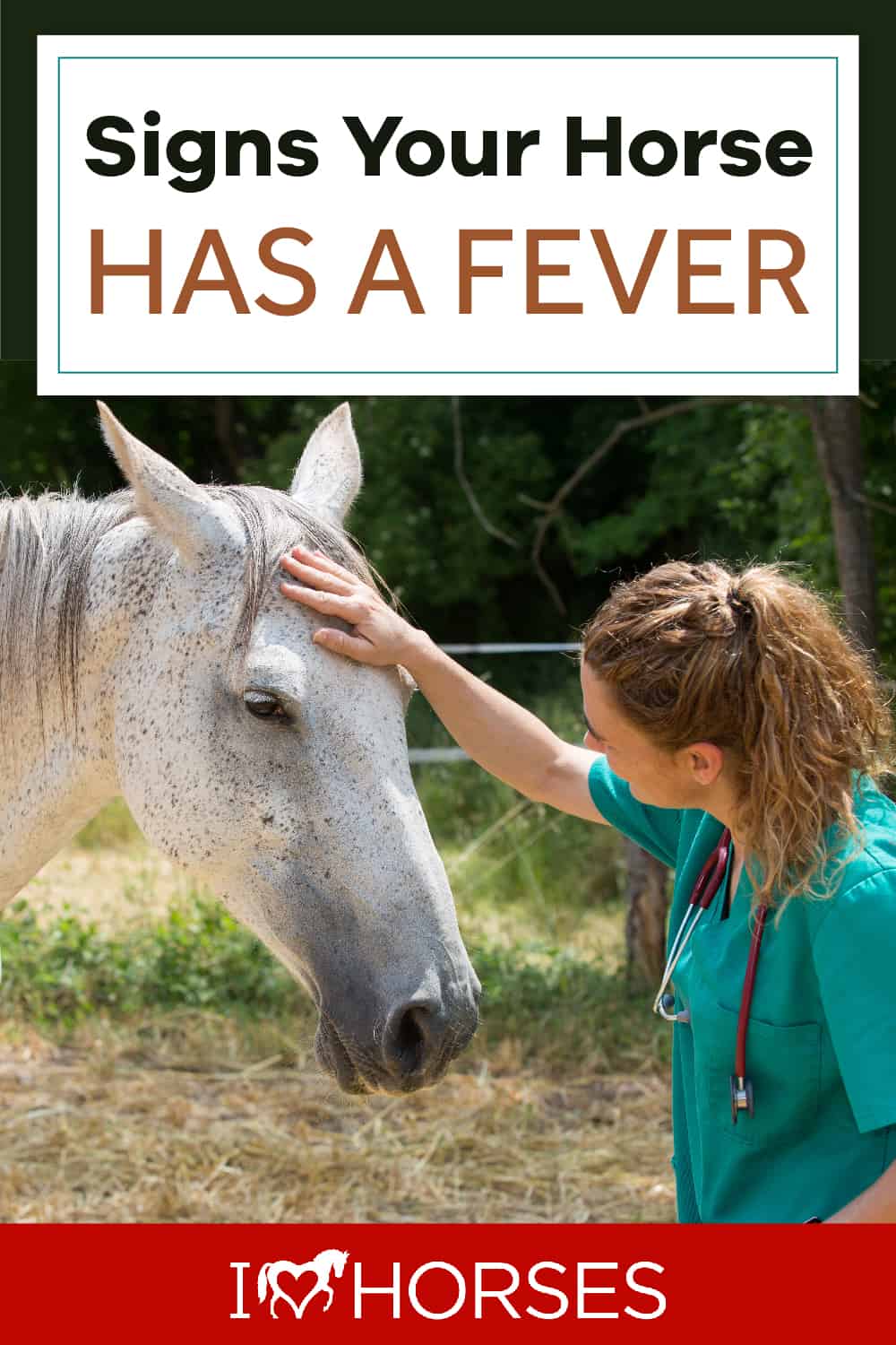 Signs Your Horse Has A Fever