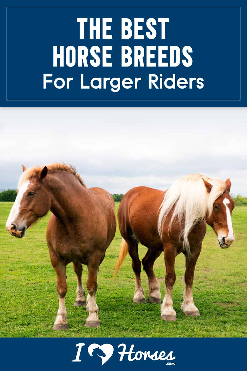 15 Best Horse Breed for Heavy Riders (Over 300lbs) - Saddles Now