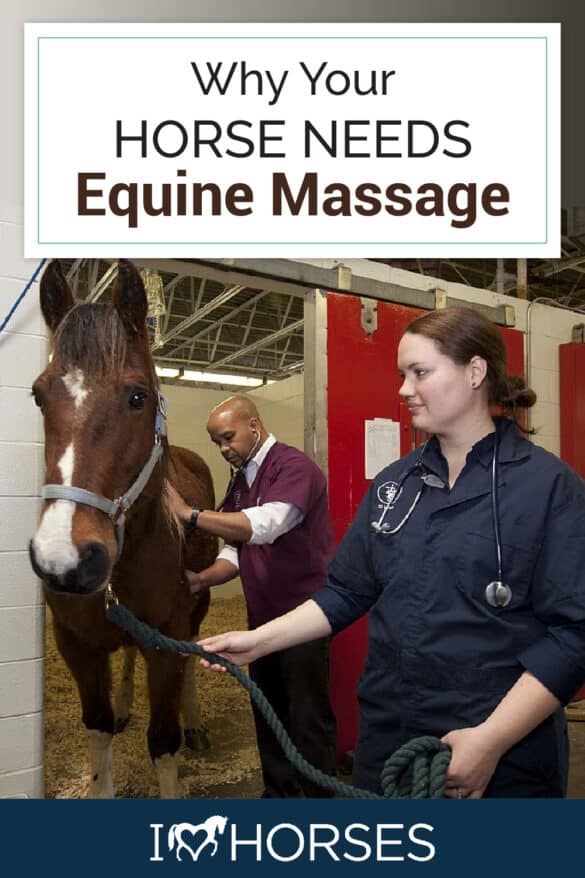 Equine Massage: The Basics & How It Can Benefit Your Horse