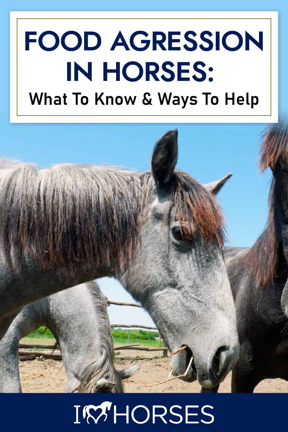 What You Need To Know About Food Agression In Horses