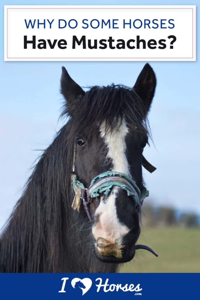 Why Do Some Horses Have Mustaches?