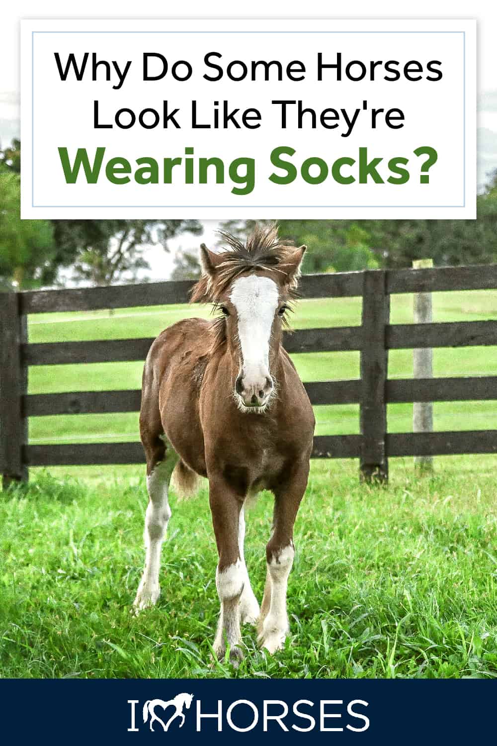 Why Do Some Horses Look Like They're Wearing Socks