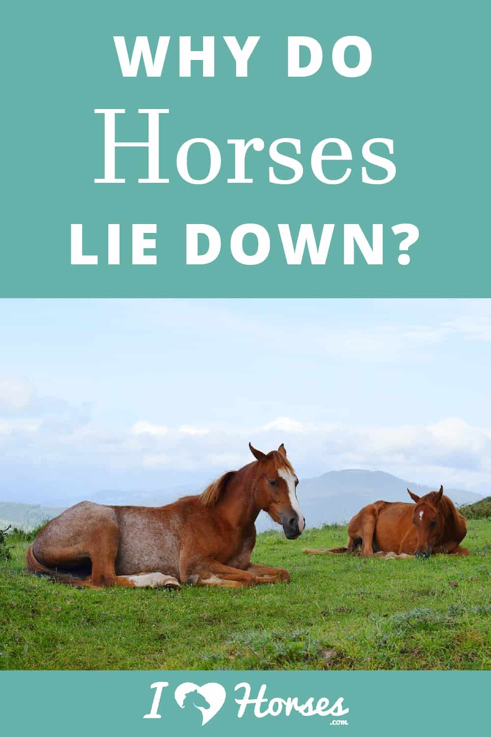 Why Does Your Horse Lie Down