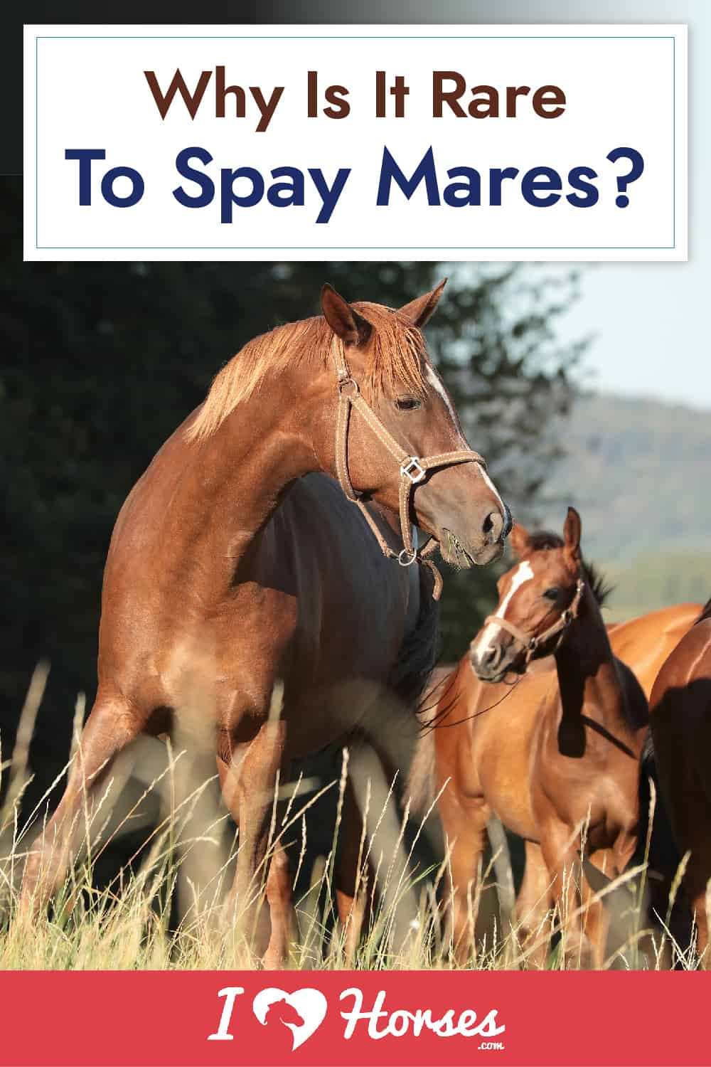 Why Is It Rare To Spay Mares