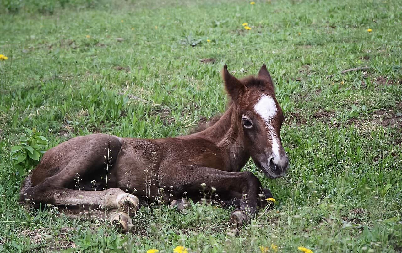 foal